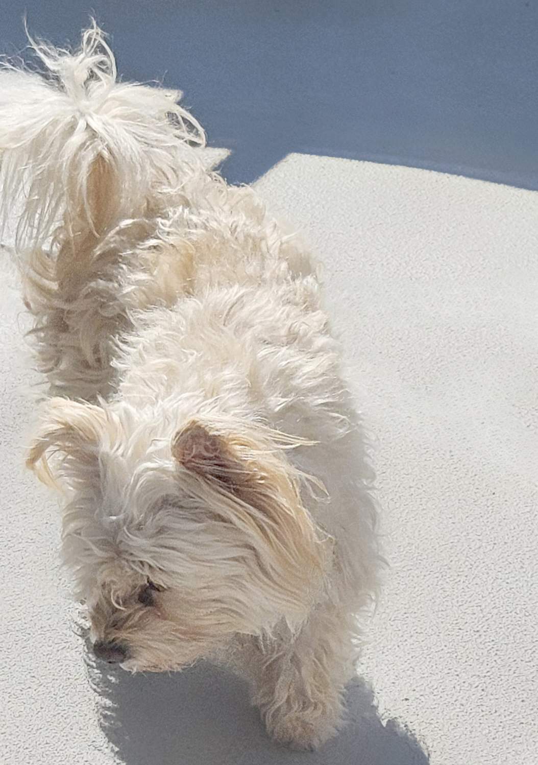 Another photo of Yoyo the Maltese